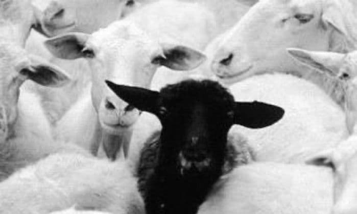 Barbería La Oveja Negra Saron — barbería en Santa María de Cayón